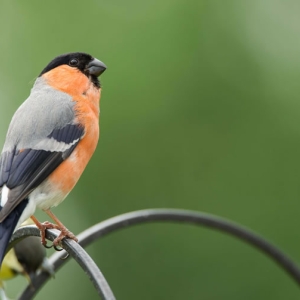 Redwell   10 06 2016   D3s (4 Of 16).jpg